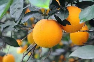 哪个网红评论过小橙子,小橙子背后的故事与魅力