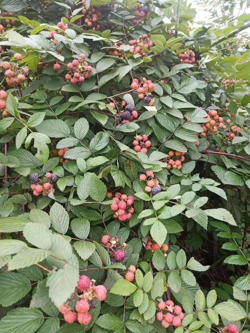 罗田网红野辣椒图片,辣中带香，网红美食背后的故事